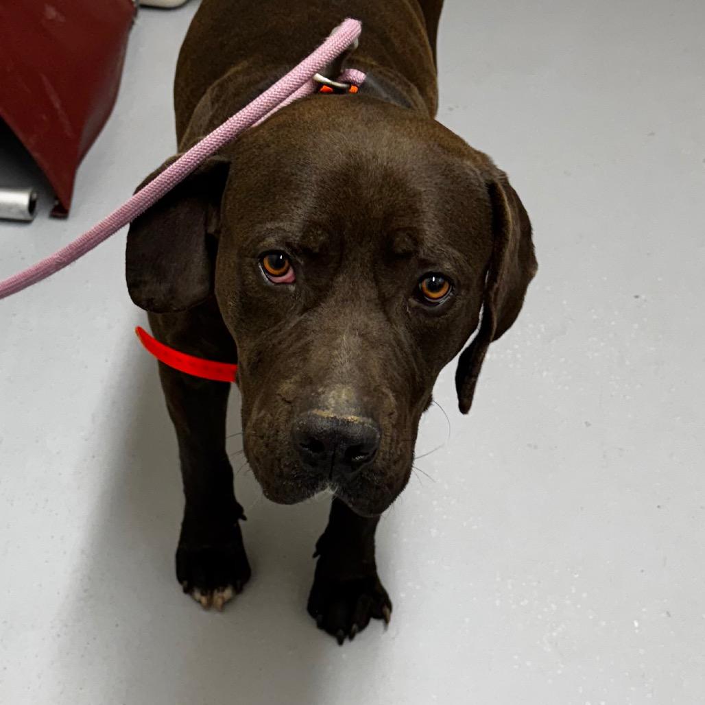 Enlarge River, a Adoptable mixed breed in Concord, NC image 5/6