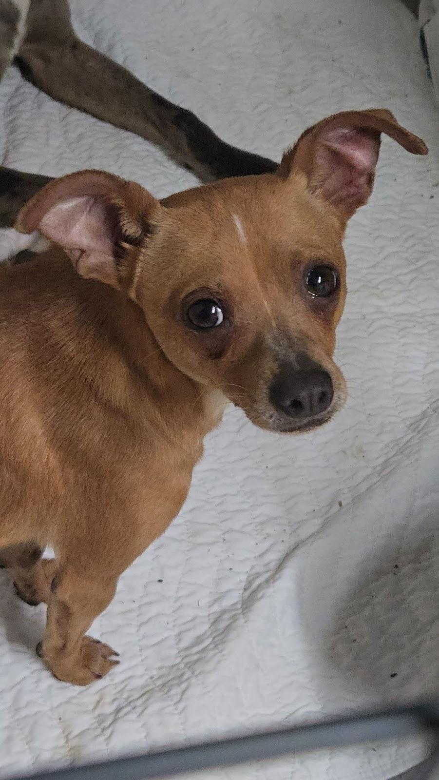 Enlarge Romeo, a Adopted mixed breed in Sweetwater, TN image 1/1