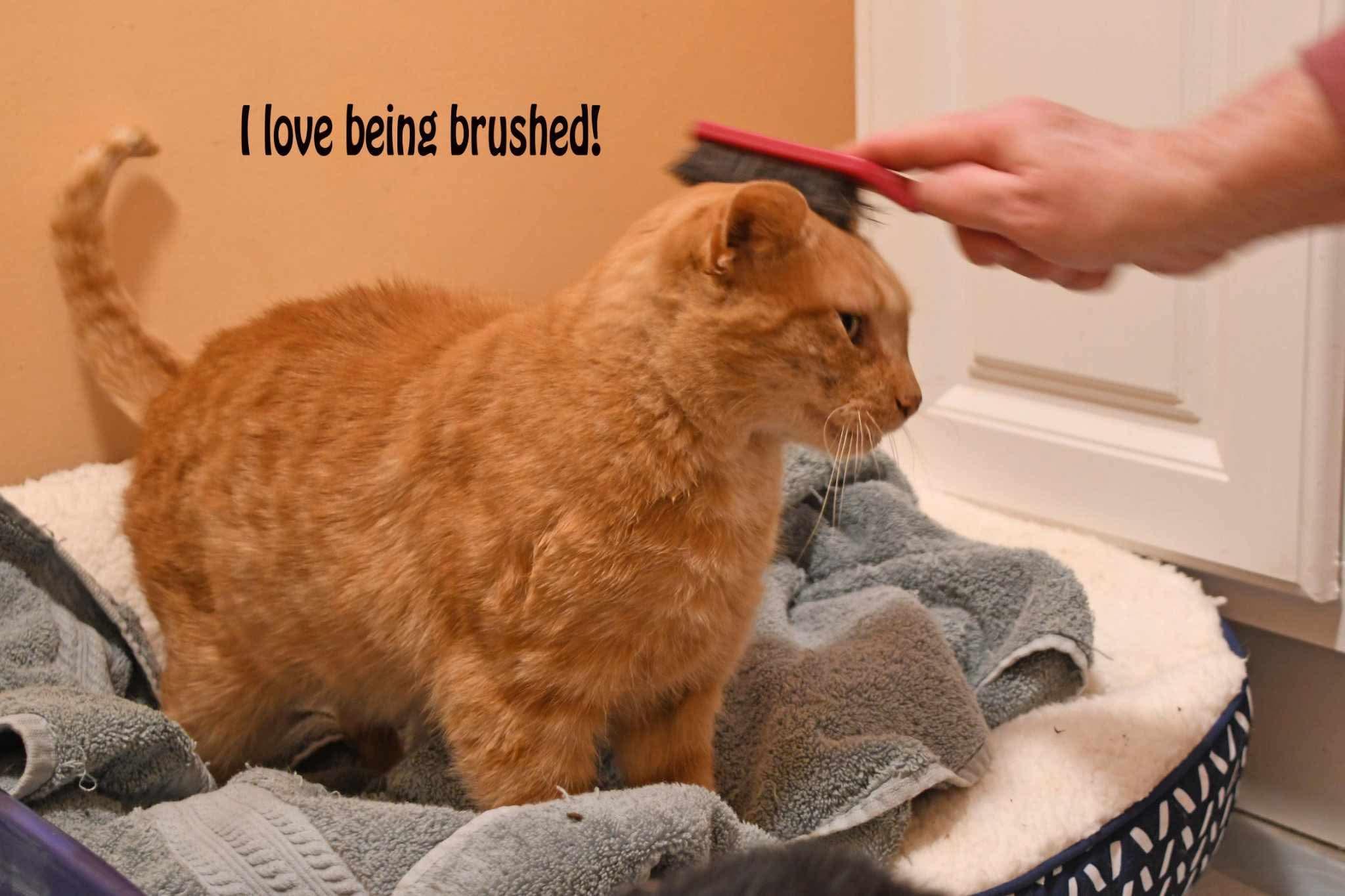 Enlarge crush, a Adoptable American Shorthair in Johnstown, NY image 3/6