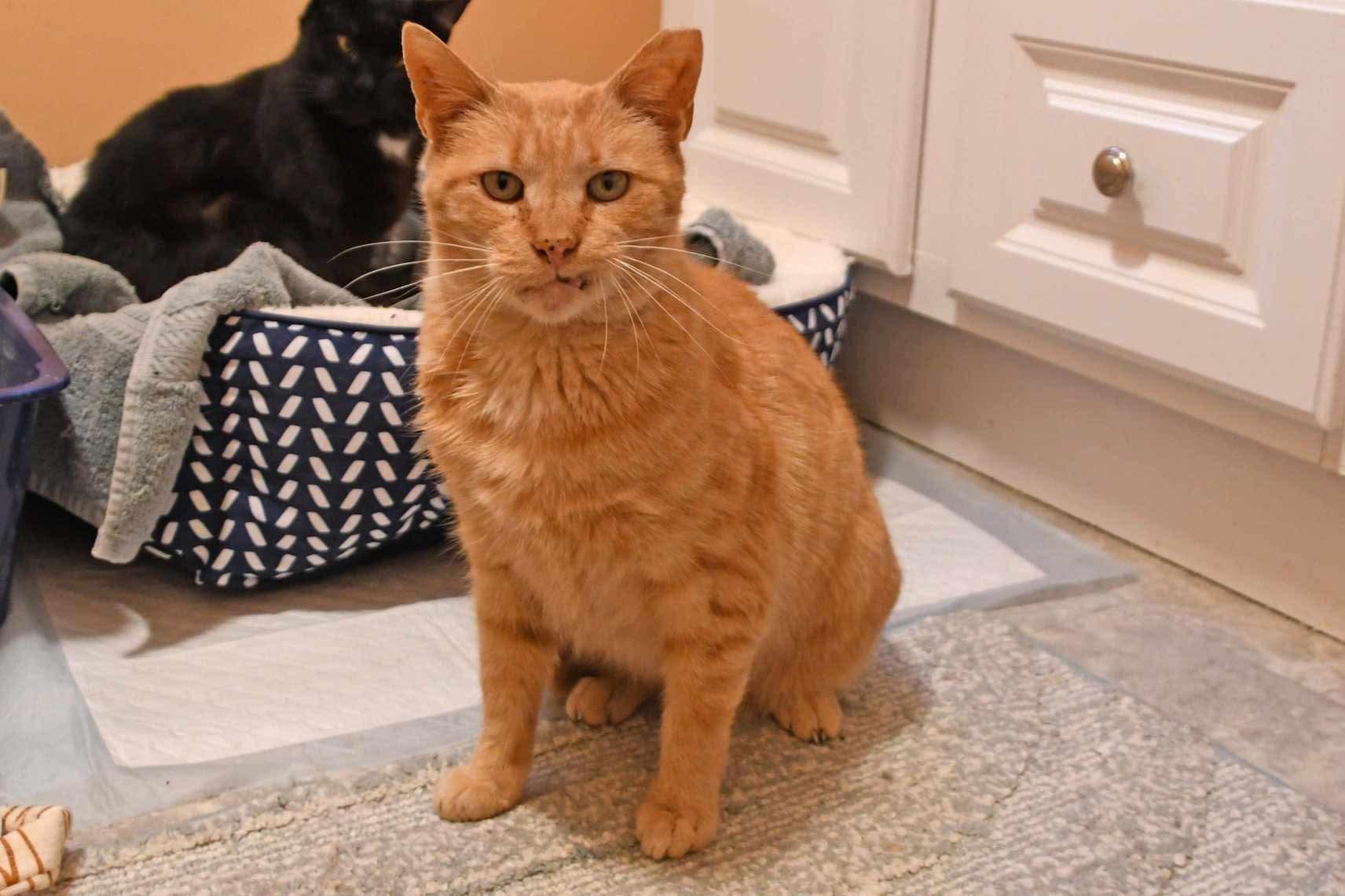 Enlarge crush, a Adoptable American Shorthair in Johnstown, NY image 2/6