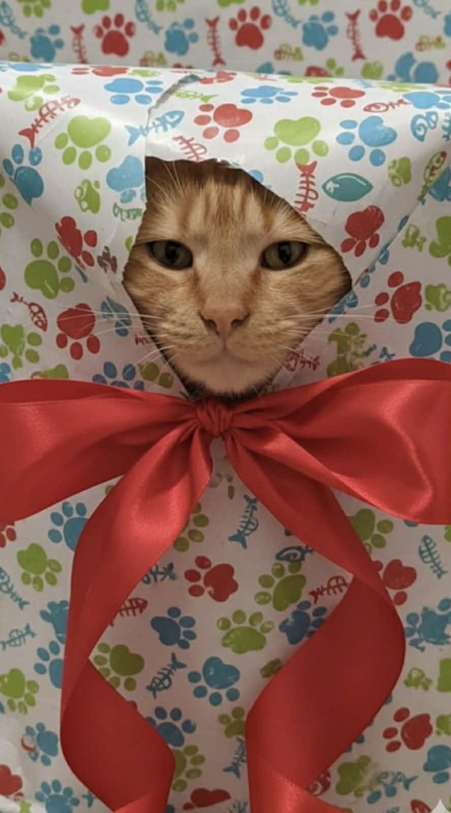 Enlarge crush, a Adoptable American Shorthair in Johnstown, NY image 1/6