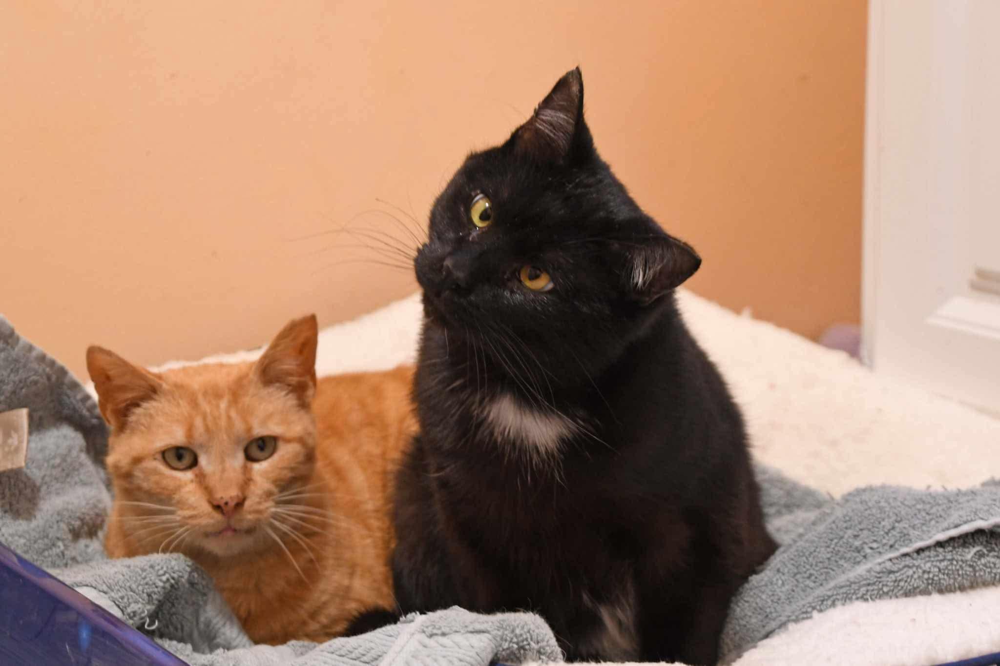 Enlarge crush, a Adoptable American Shorthair in Johnstown, NY image 5/6