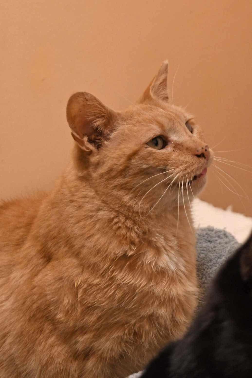 Enlarge crush, a Adoptable American Shorthair in Johnstown, NY image 6/6