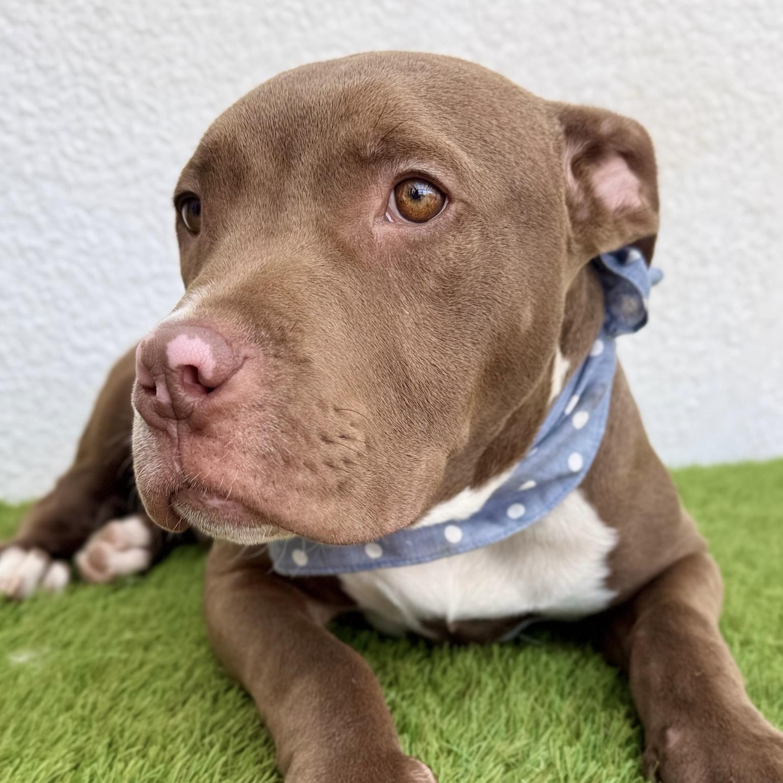 ROYCE, a Adoptable mixed breed in La Jolla, CA image 6/6