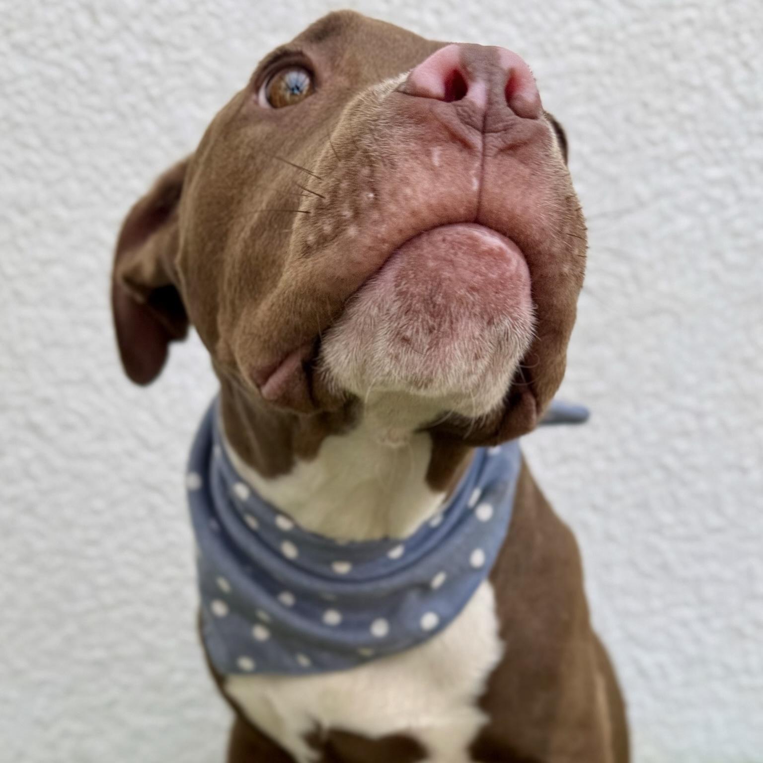 ROYCE, a Adoptable mixed breed in La Jolla, CA image 5/6