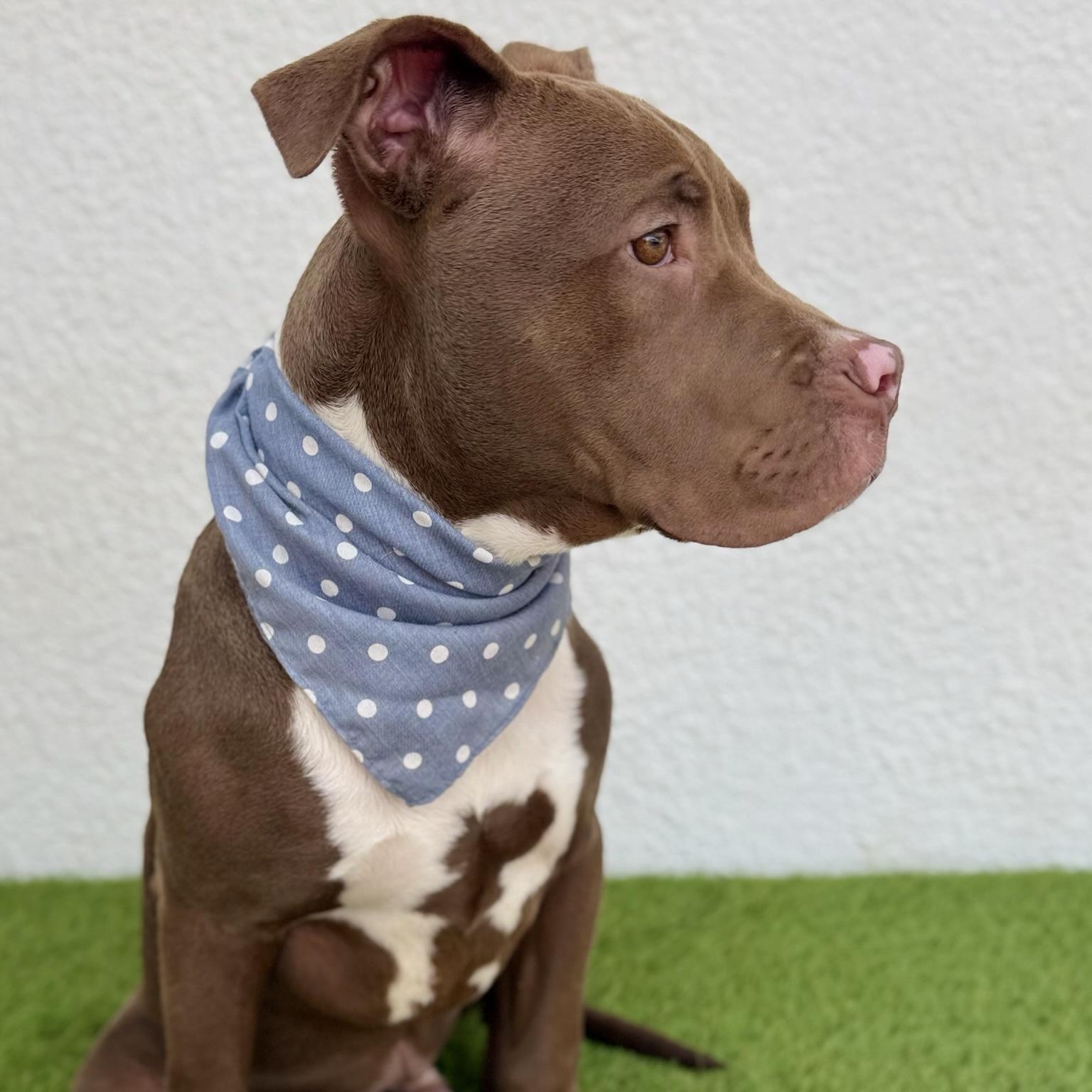 ROYCE, a Adoptable mixed breed in La Jolla, CA image 2/6