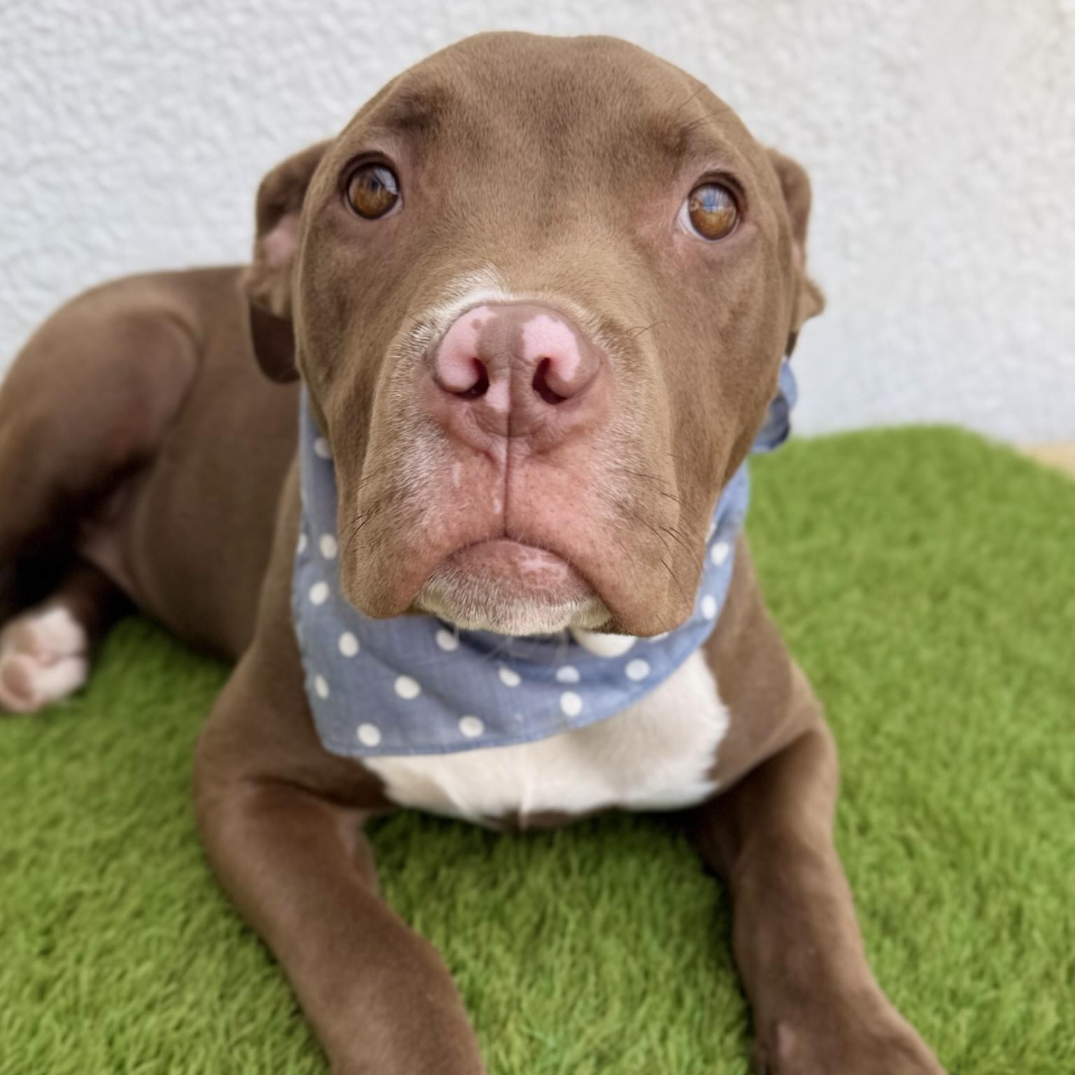 ROYCE, a Adoptable mixed breed in La Jolla, CA image 4/6