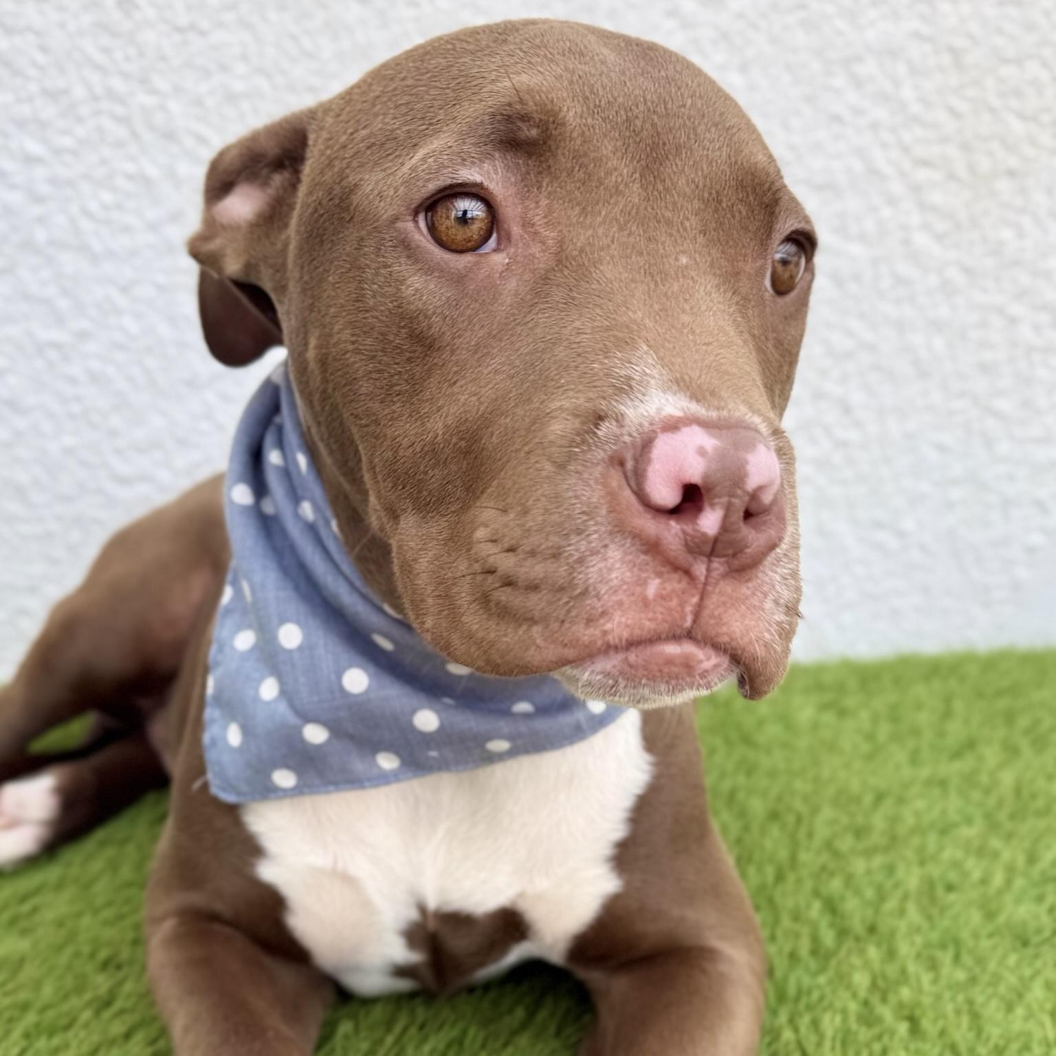ROYCE, a Adoptable mixed breed in La Jolla, CA image 3/6