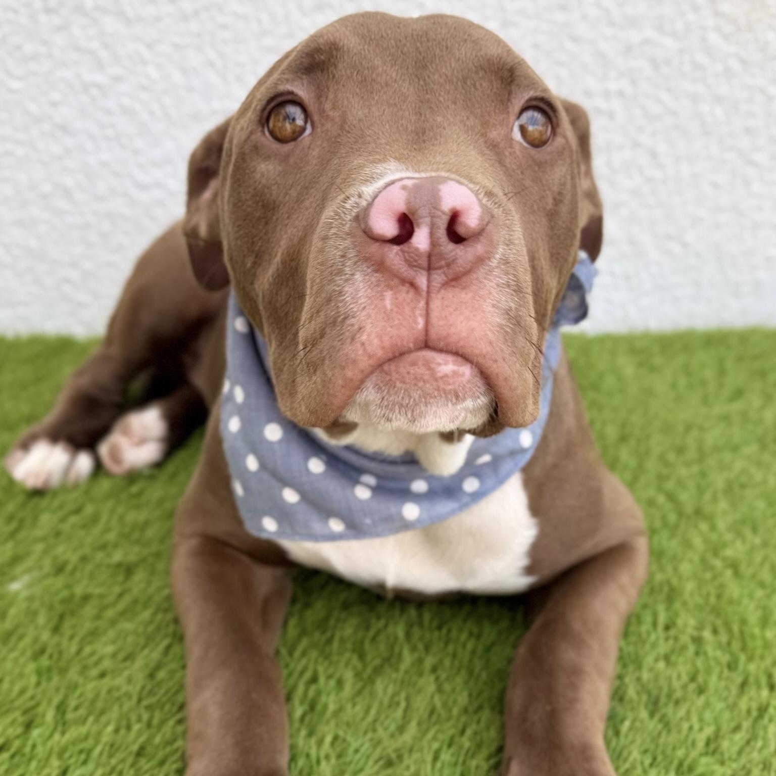 ROYCE, a Adoptable mixed breed in La Jolla, CA image 1/6