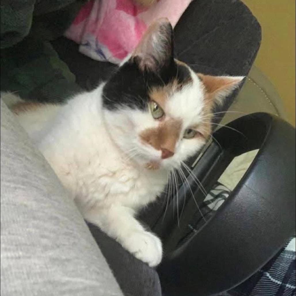 Lola (Hospice Program), Adoptable, Senior Female Domestic Short Hair.
