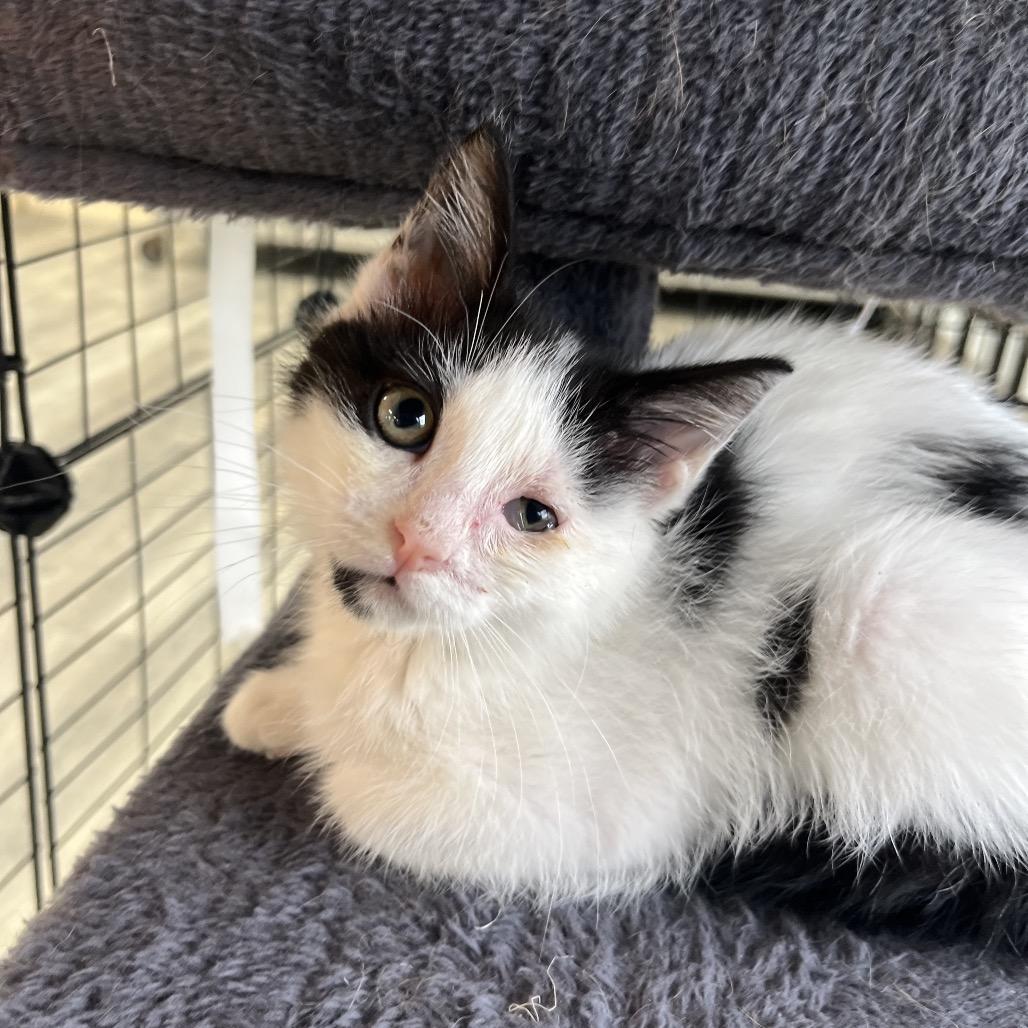 Misty, a ADOPTABLE Domestic Medium Hair in Crookston, MN image 1/3