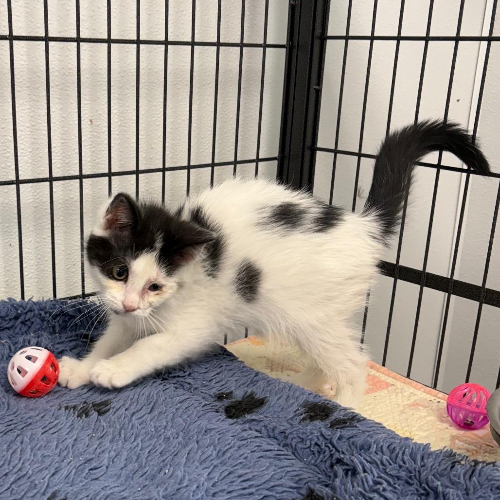 Misty, a ADOPTABLE Domestic Medium Hair in Crookston, MN image 3/3