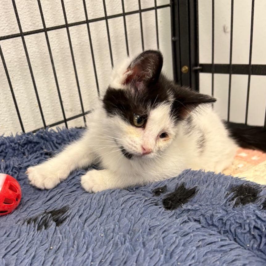 Misty, a ADOPTABLE Domestic Medium Hair in Crookston, MN image 2/3