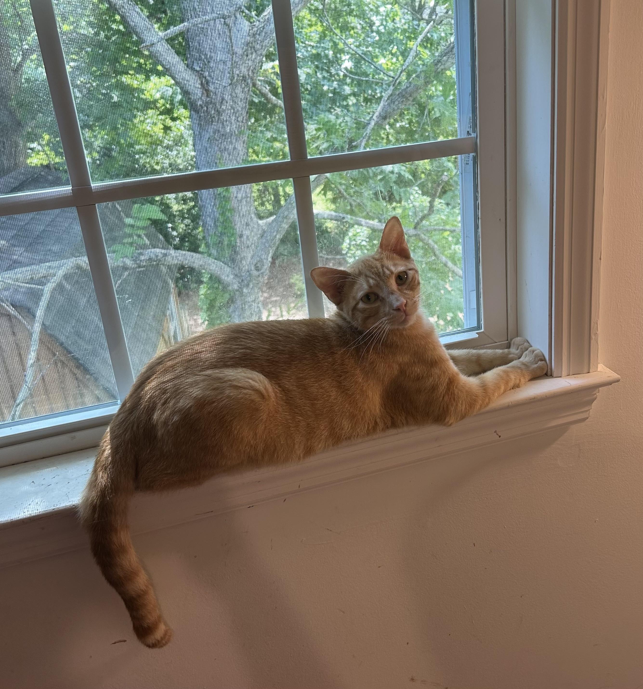 Dash, adoptable, Adult Male Domestic Short Hair.