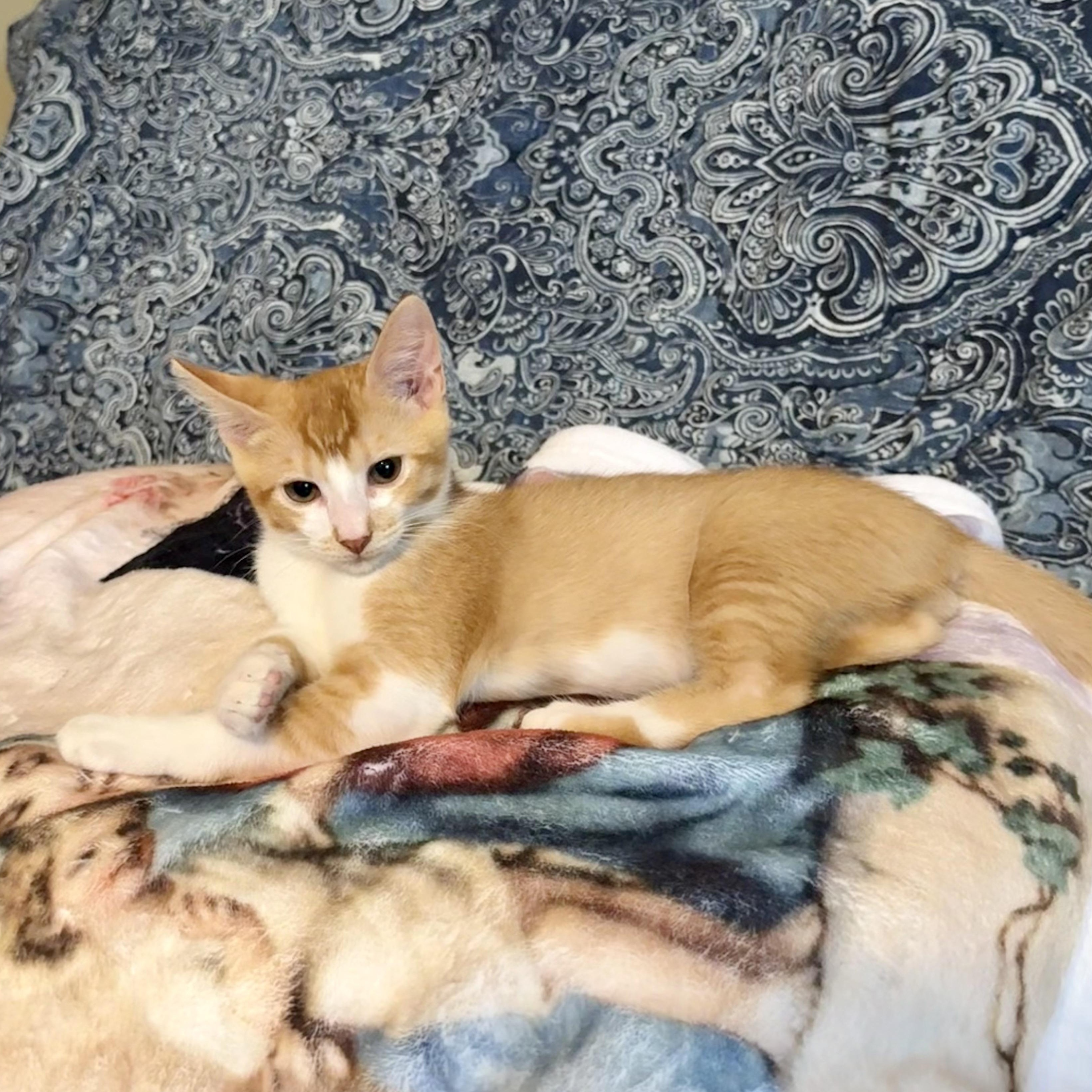 Hobbes (adopt w/Herbie)