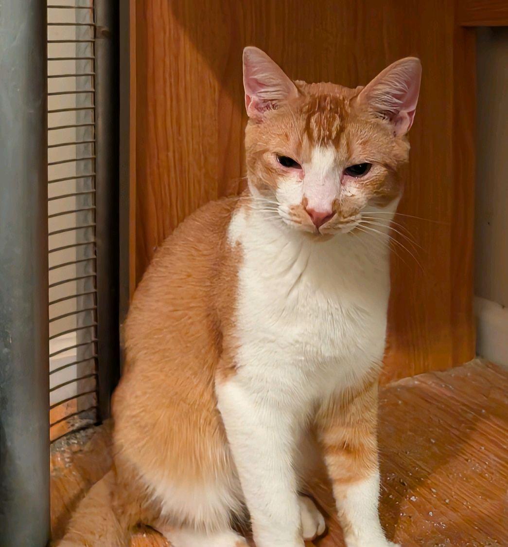 Hobbes (adopt w/Herbie)