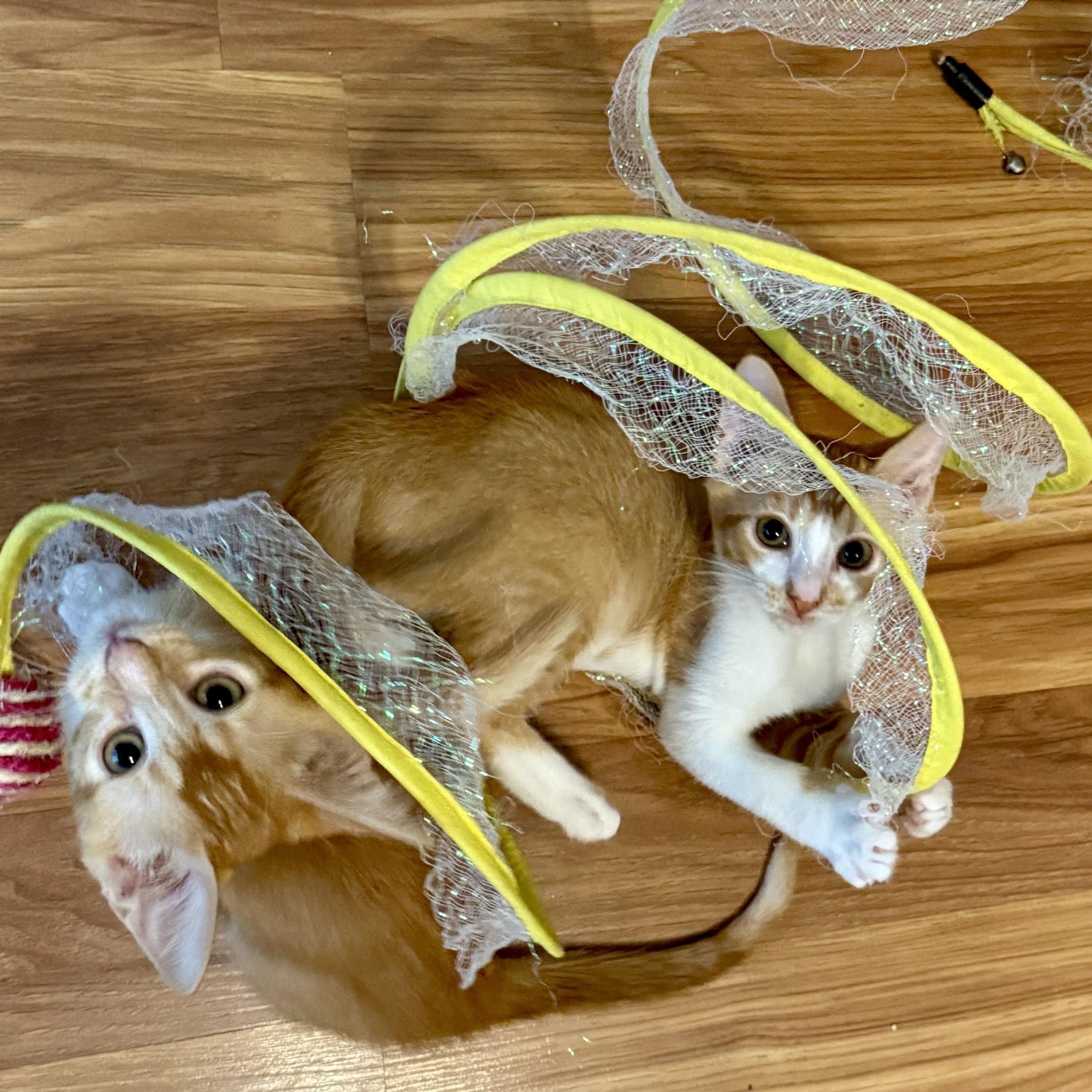 Hobbes (adopt w/Herbie)