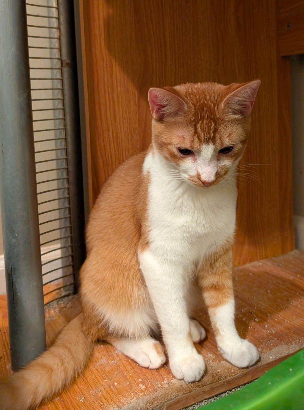 Hobbes (adopt w/Herbie)