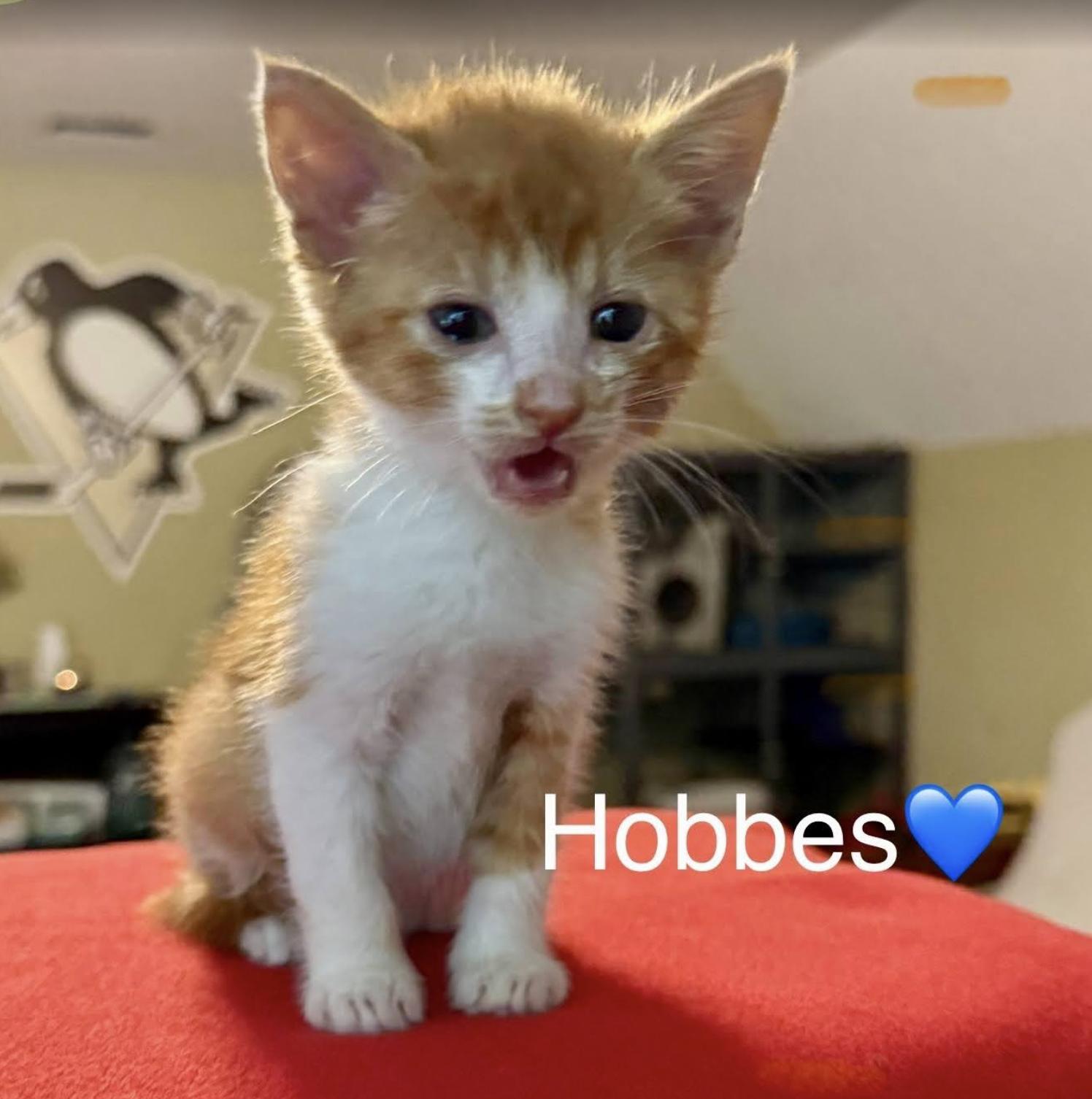 Hobbes (adopt w/Herbie)