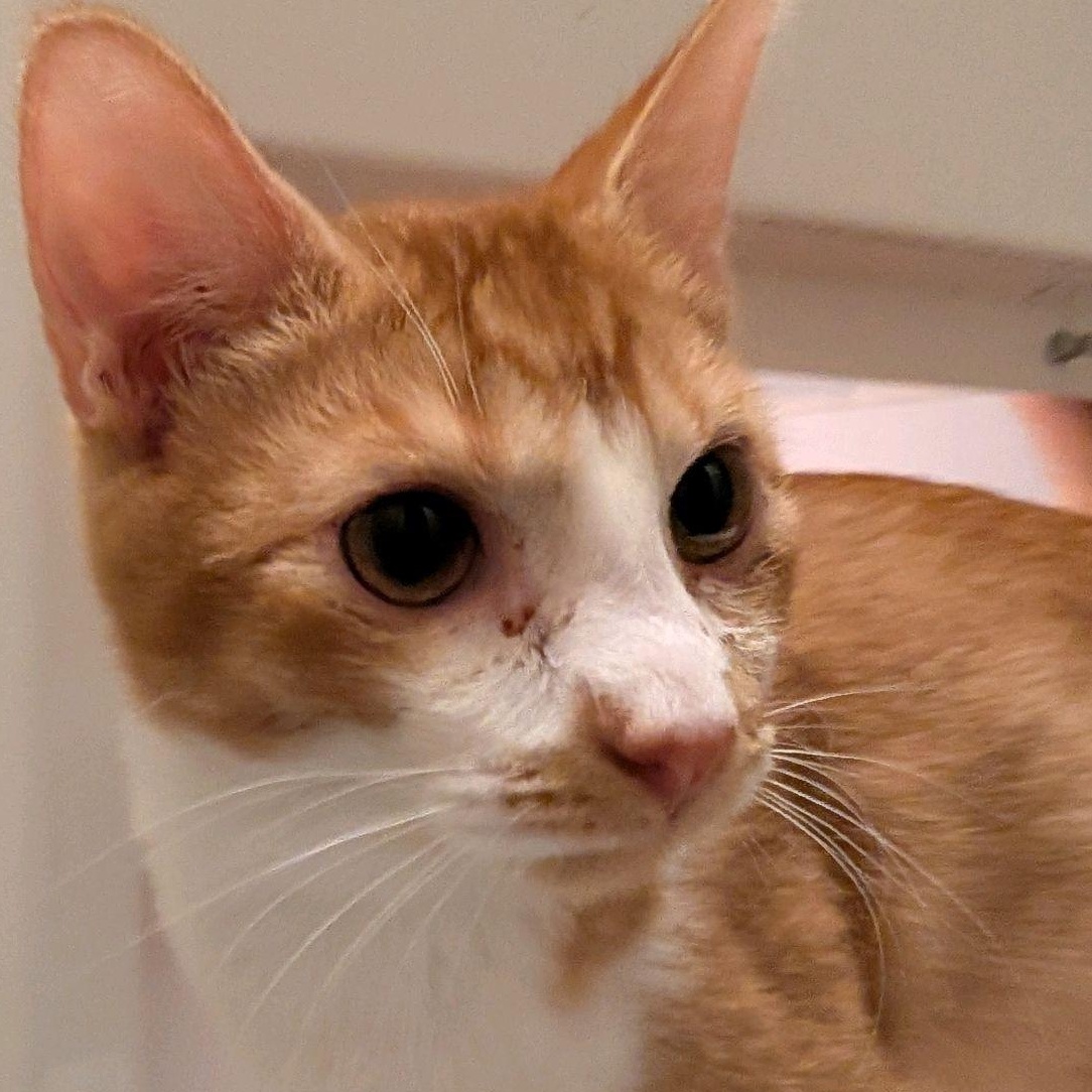 Hobbes (adopt w/Herbie)