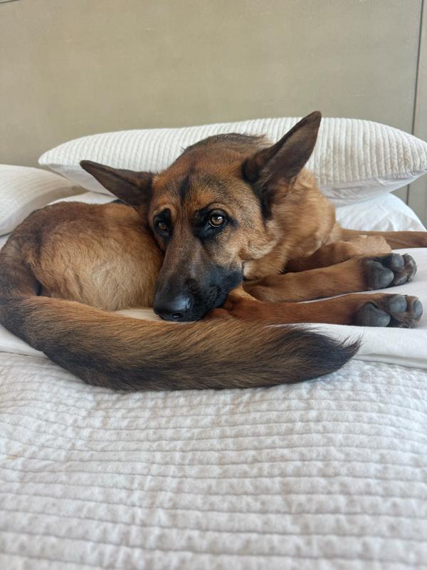Enlarge Hans, a ADOPTABLE German Shepherd Dog in Boulder, CO image 2/3