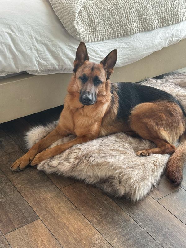 Enlarge Hans, a ADOPTABLE German Shepherd Dog in Boulder, CO image 3/3