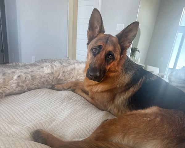 Hans, ADOPTABLE, Adult Male German Shepherd Dog.