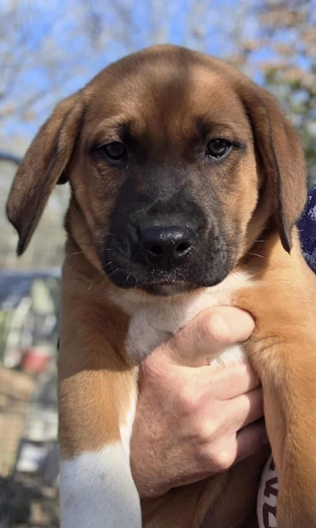 Mixed Up Boys!, a Adoptable mixed breed in Dallas, TX image 4/5