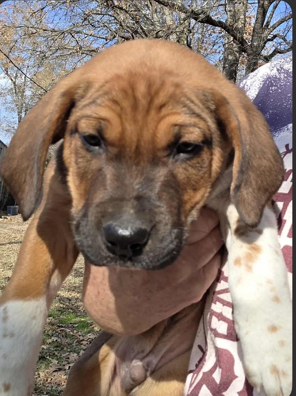 Mixed Up Boys!, a Adoptable mixed breed in Dallas, TX image 5/5