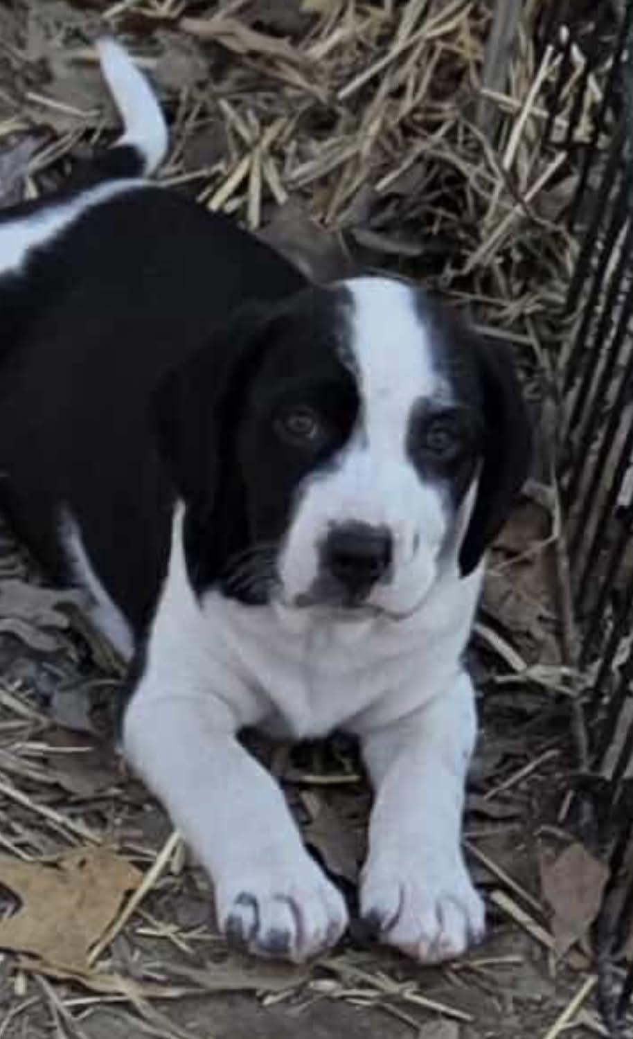 Mixed Up Boys!, Adoptable, Puppy Male Retriever & Hound.