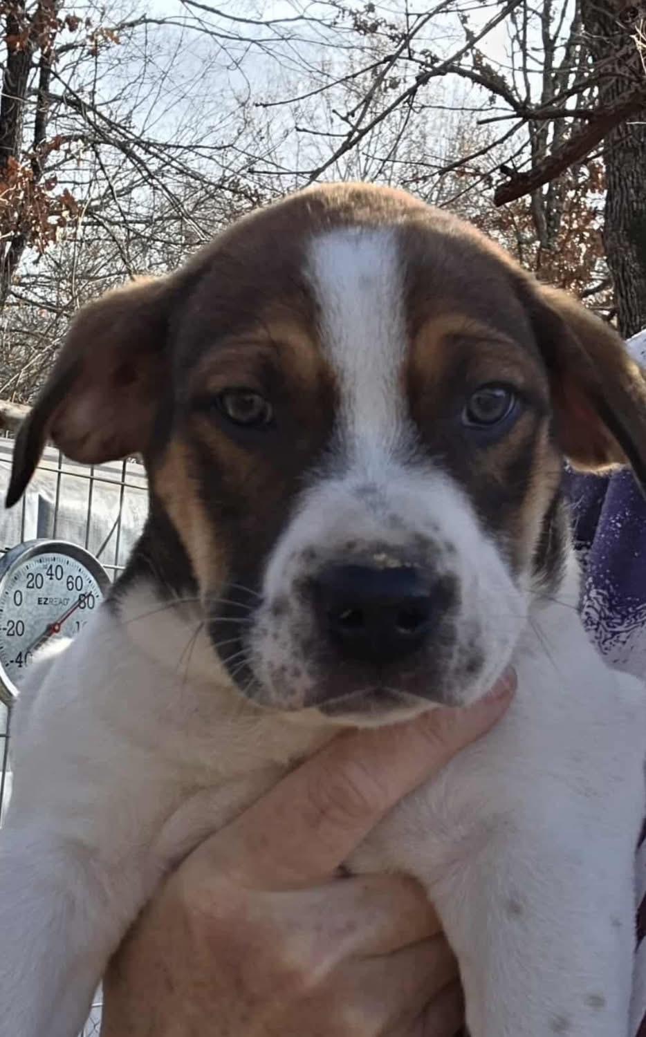 Mixed Up Boys!, a Adoptable mixed breed in Dallas, TX image 2/5