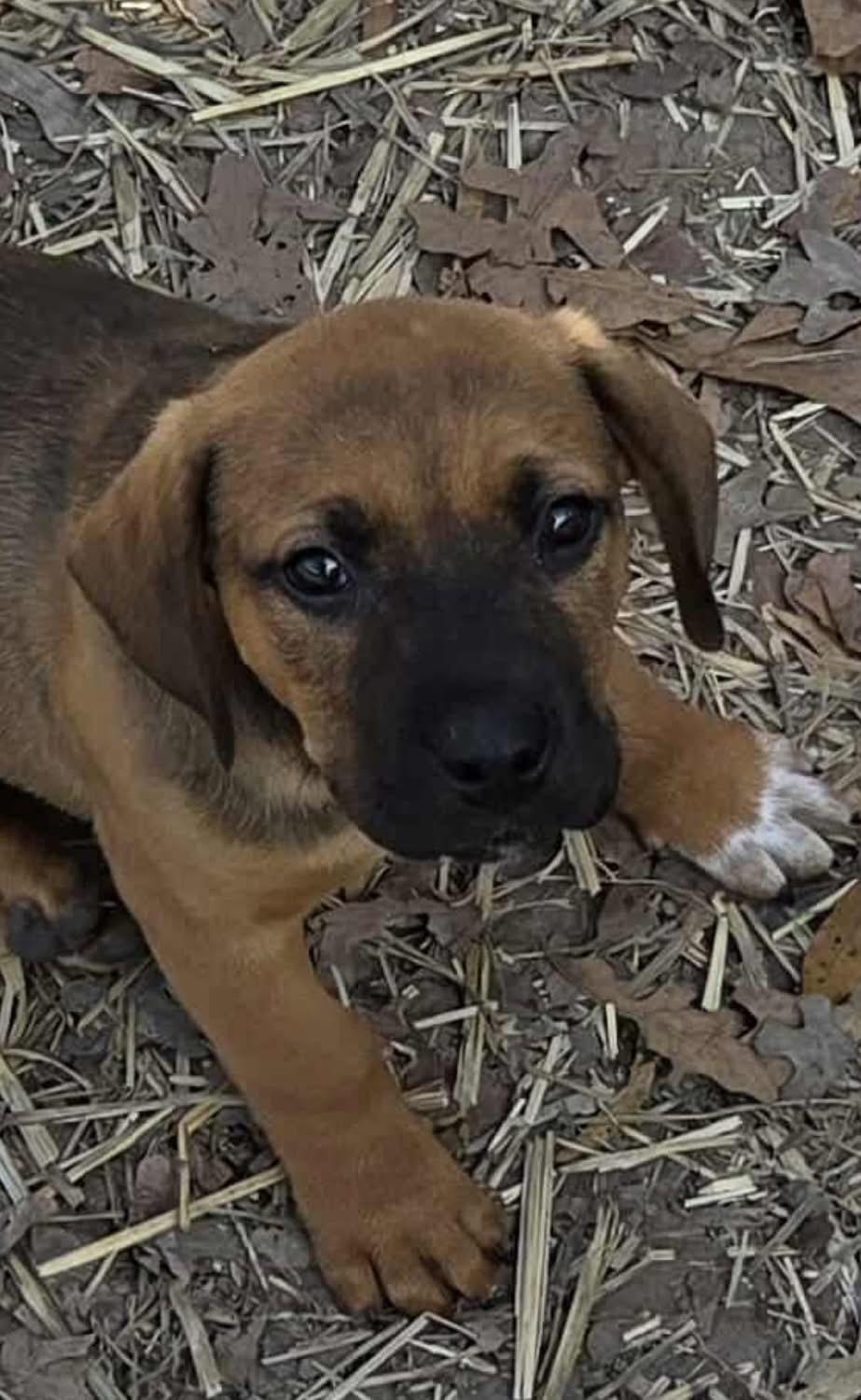 Mixed Up Boys!, a Adoptable mixed breed in Dallas, TX image 3/5