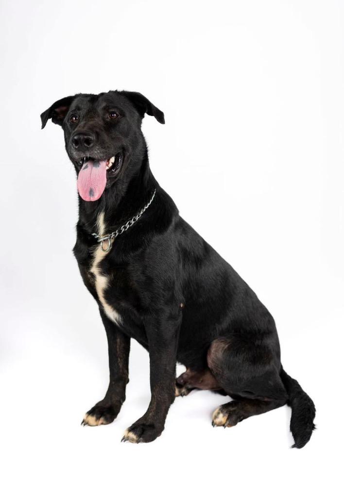 Enlarge Sawyer, a Adoptable mixed breed in Gilmer, TX image 2/6