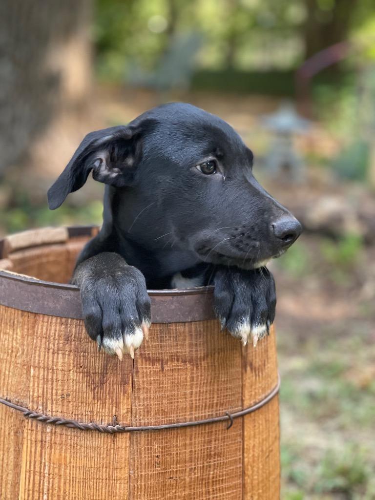 Enlarge Sawyer, a Adoptable mixed breed in Gilmer, TX image 3/6