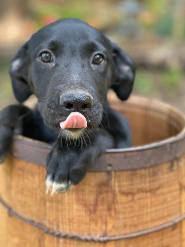 Enlarge Sawyer, a Adoptable mixed breed in Gilmer, TX image 4/6