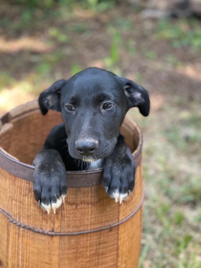 Enlarge Sawyer, a Adoptable mixed breed in Gilmer, TX image 5/6