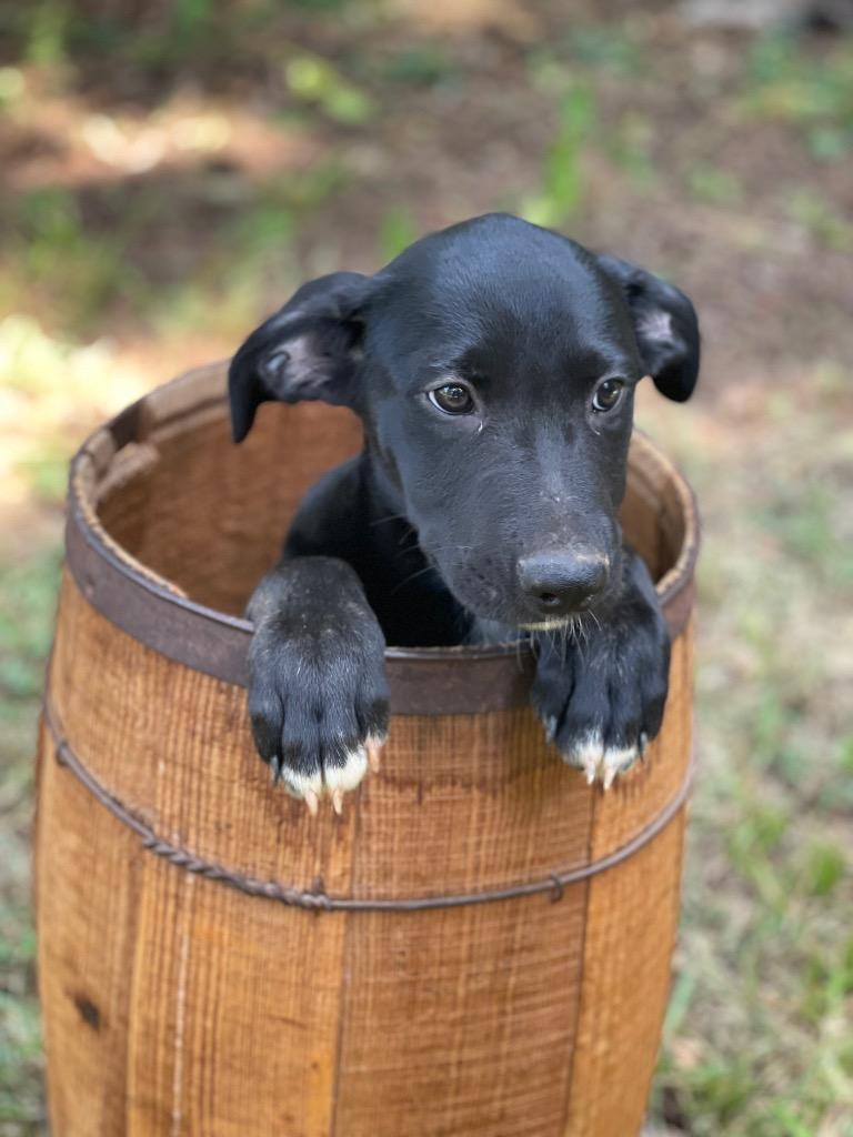 Enlarge Sawyer, a Adoptable mixed breed in Gilmer, TX image 6/6