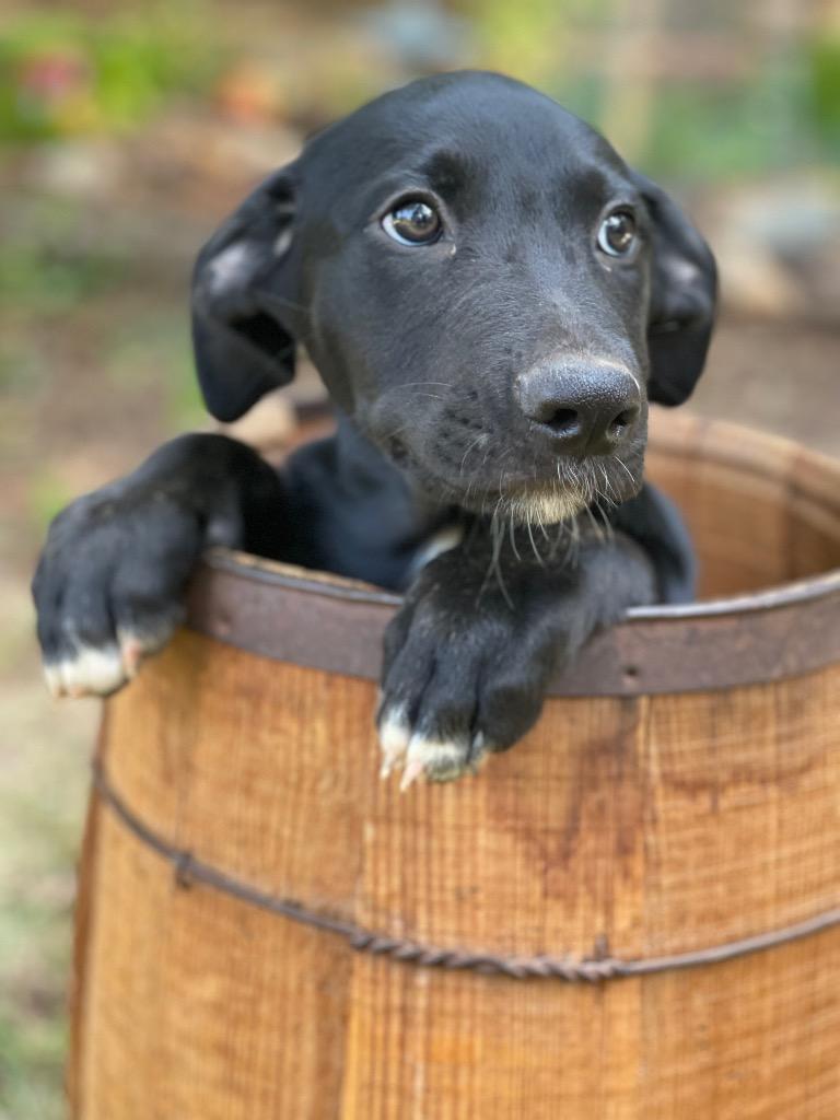 Enlarge Sawyer, a Adoptable mixed breed in Gilmer, TX image 6/6