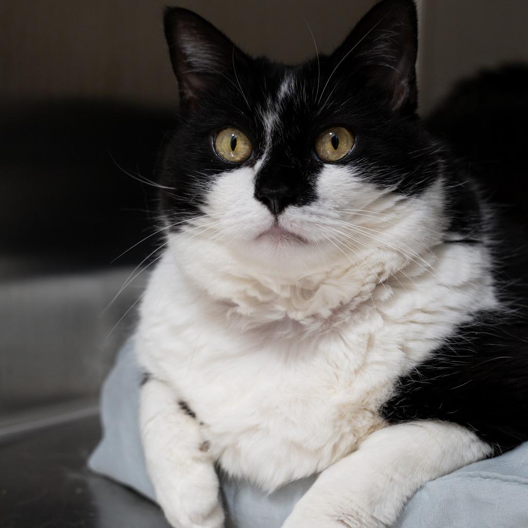 Zuma 2025, Adoptable, Adult Female Domestic Short Hair.