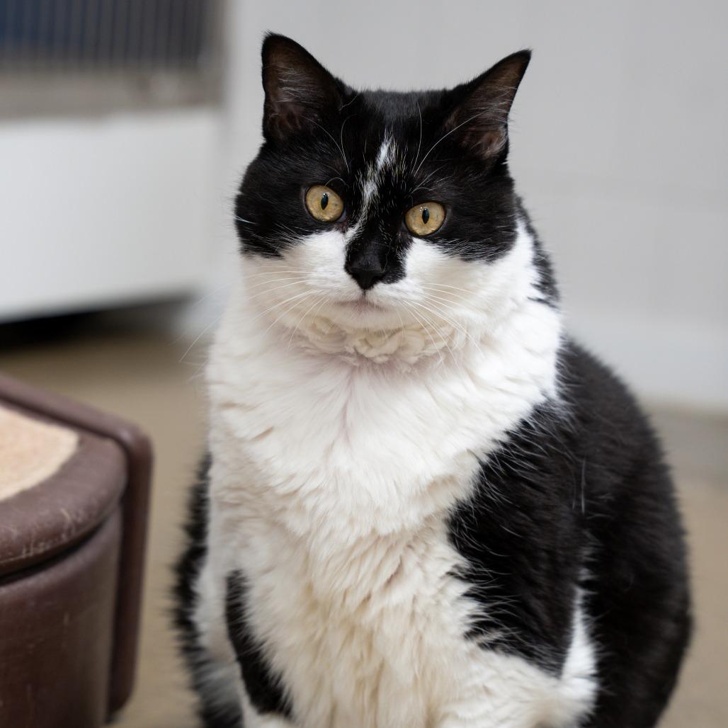 Zuma 2025, a Adoptable Domestic Short Hair in Bensalem, PA image 2/2