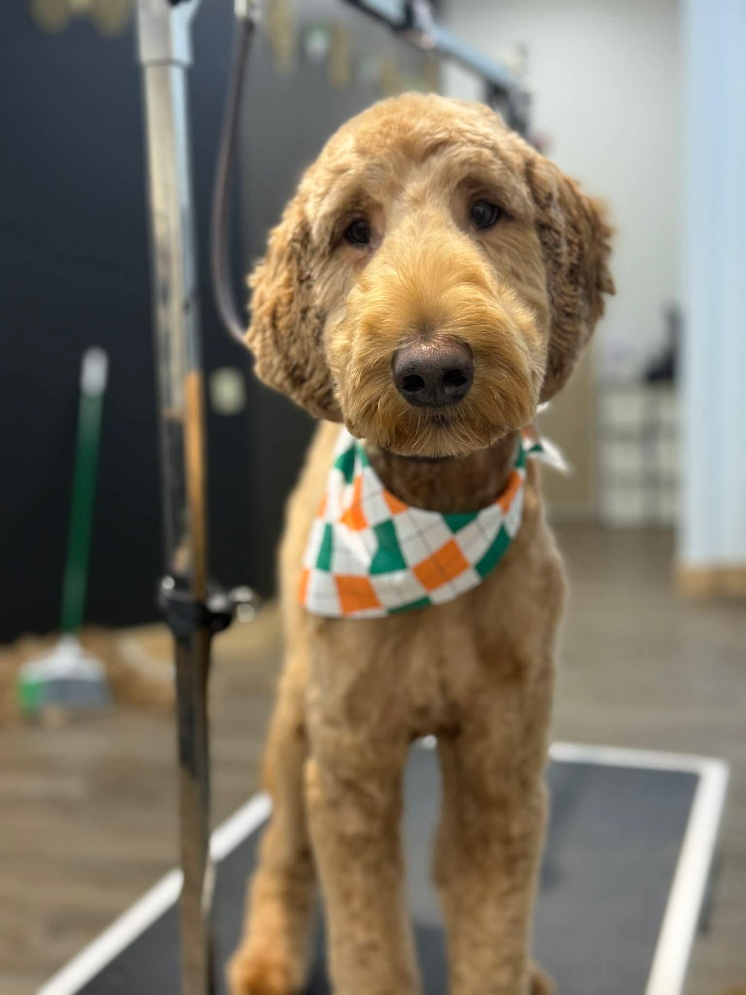 Enlarge Joey, an adopted Goldendoodle in White Cloud, MI image 2/2