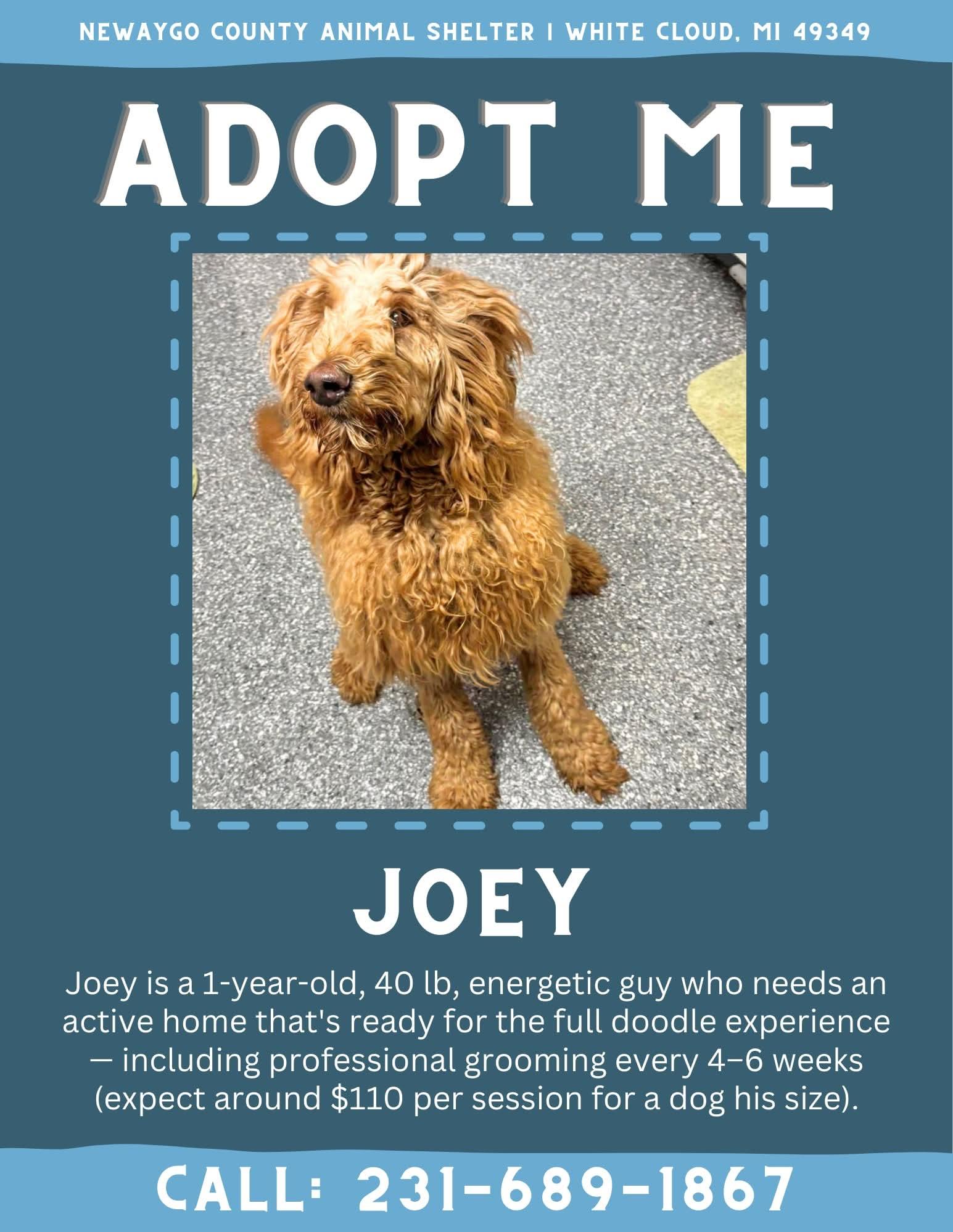 Enlarge Joey, an adopted Goldendoodle in White Cloud, MI image 1/2