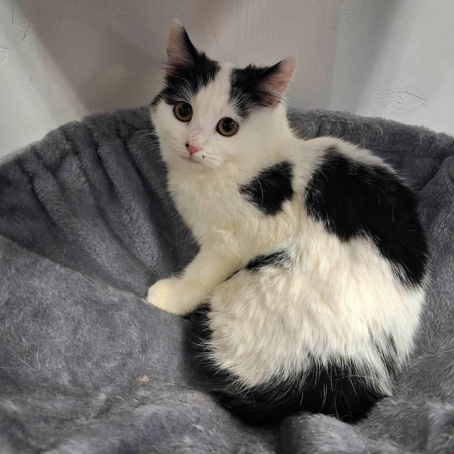 Zoot, a ADOPTABLE Domestic Medium Hair in Roosevelt, UT image 1/3