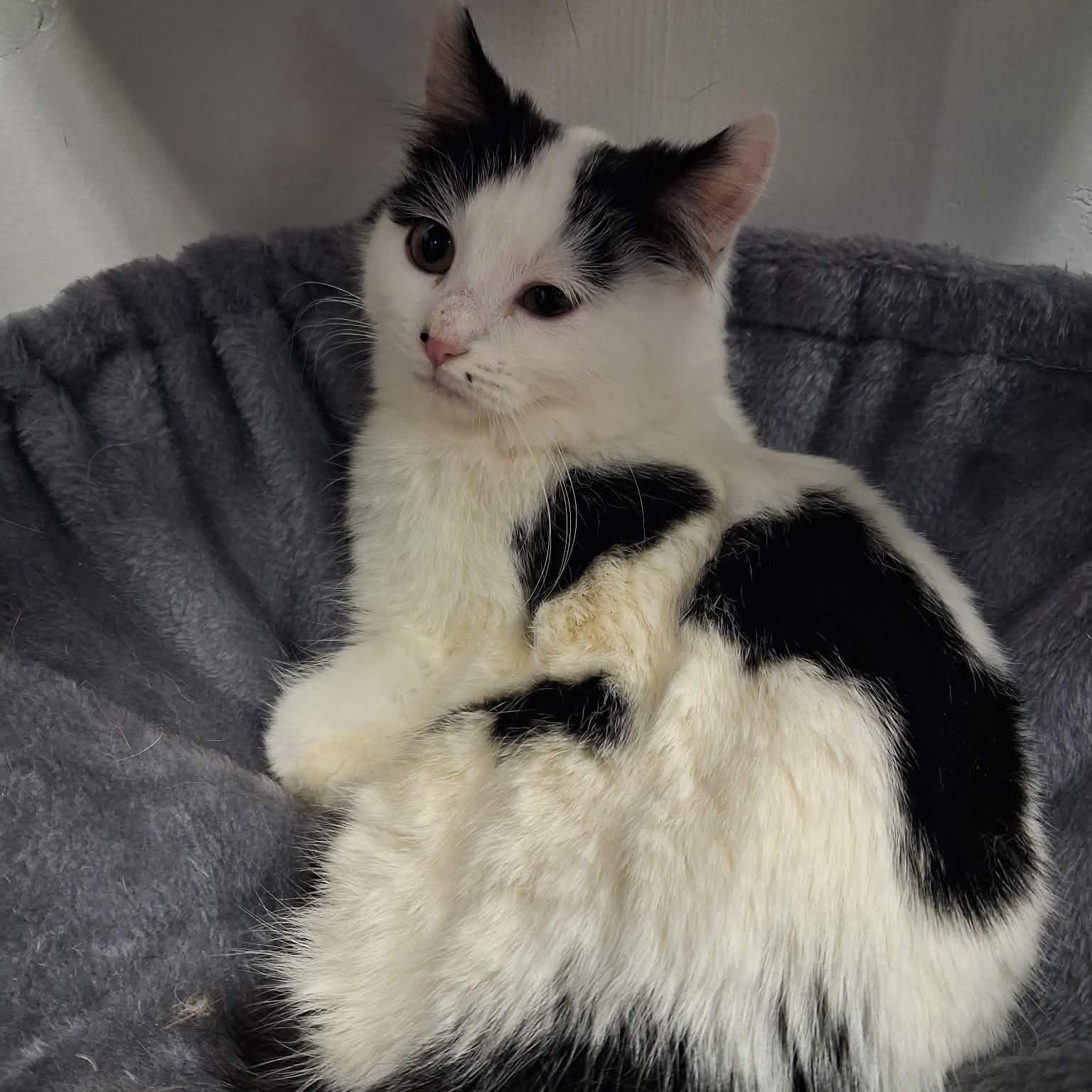 Zoot, a ADOPTABLE Domestic Medium Hair in Roosevelt, UT image 2/3