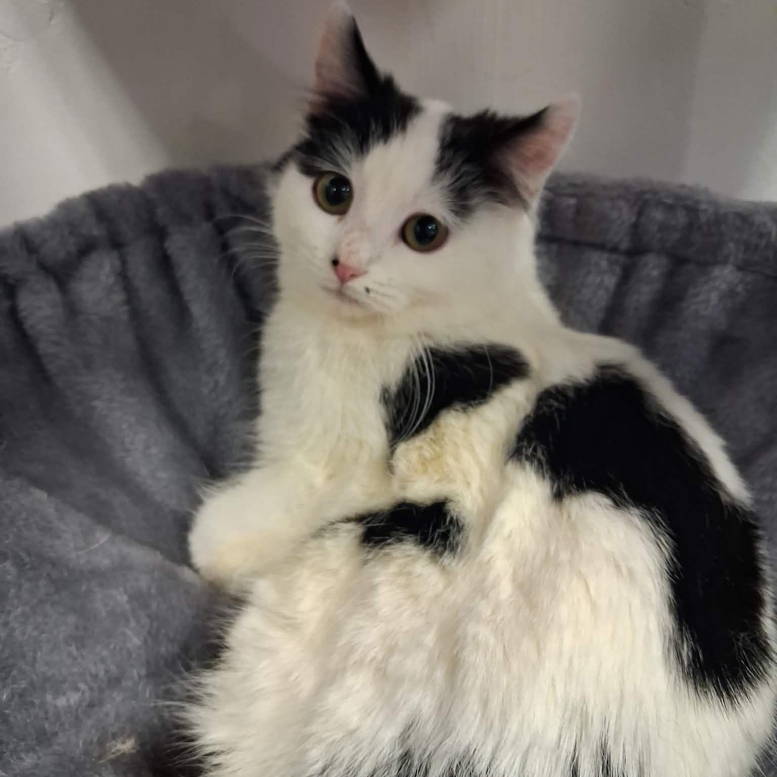 Zoot, a ADOPTABLE Domestic Medium Hair in Roosevelt, UT image 3/3