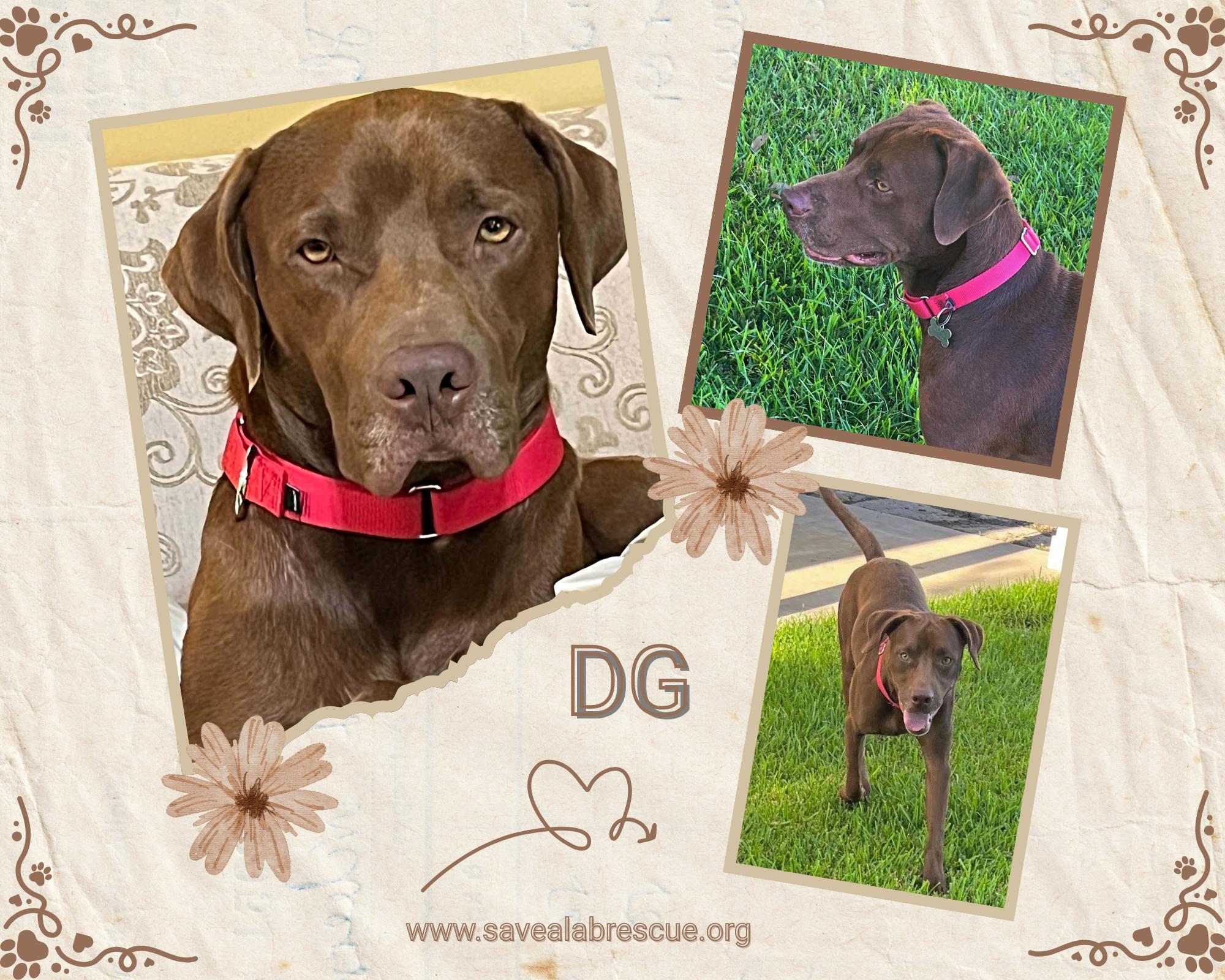 Enlarge DG, a Adoptable mixed breed in Middletown, RI image 2/2