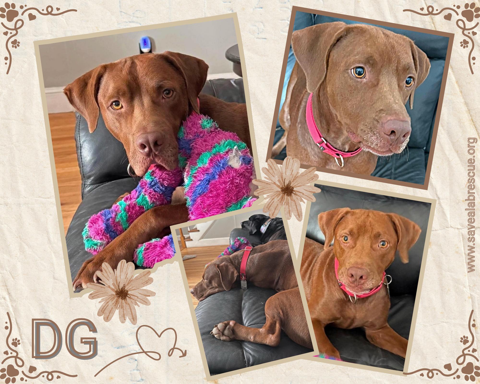 DG, Adoptable, Adult Male Labrador Retriever & Chocolate Labrador Retriever.