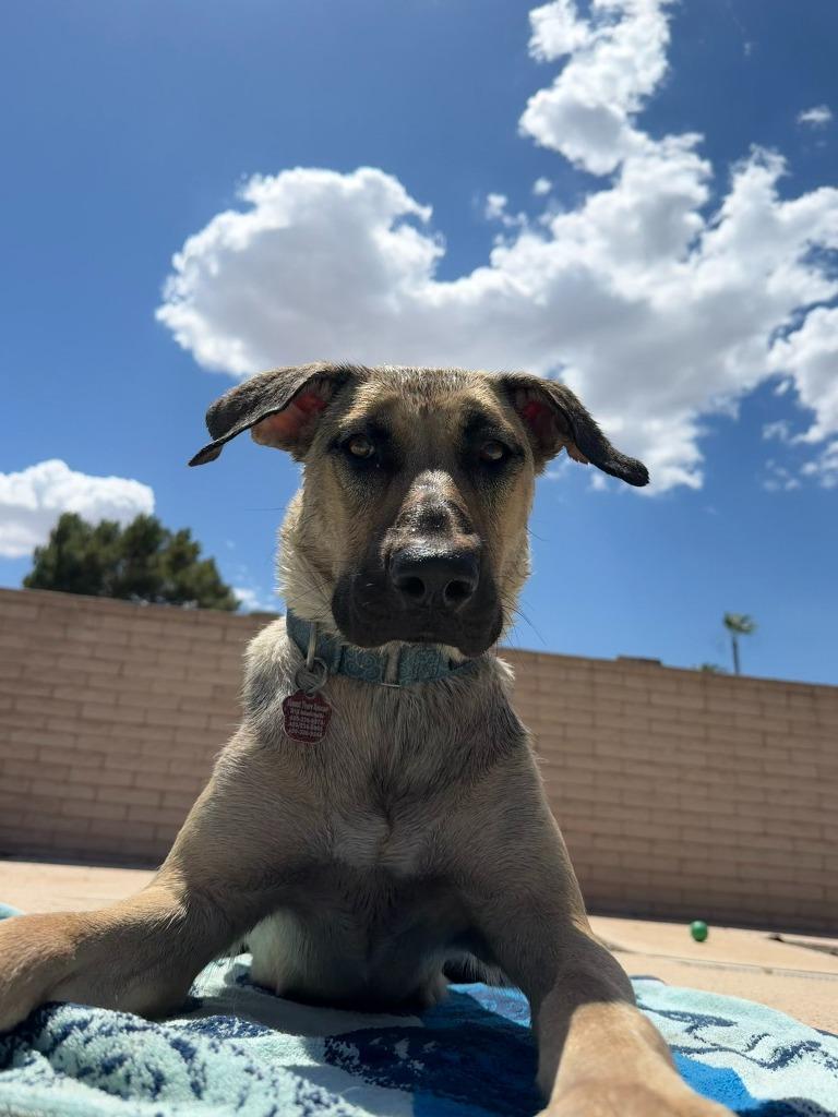 Canela, a Adoptable mixed breed in Phoenix, AZ image 2/5