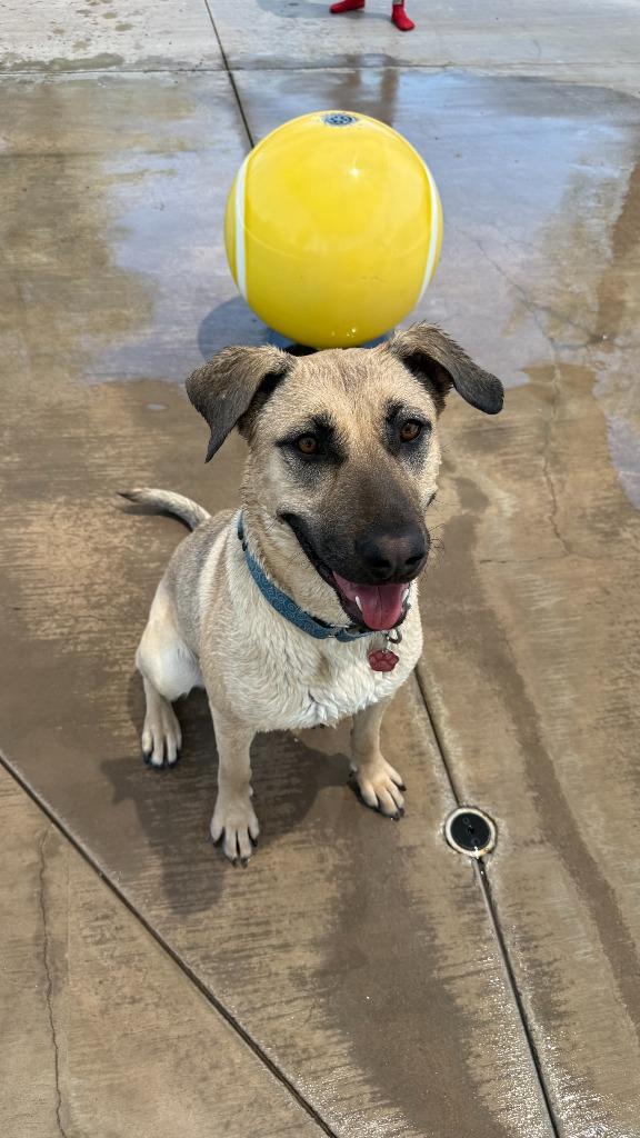 Enlarge Canela, a Adoptable mixed breed in Phoenix, AZ image 1/6