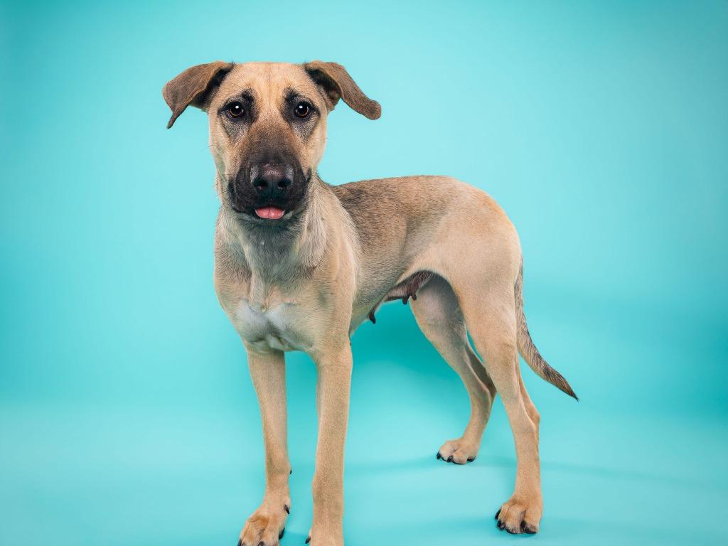 Enlarge Canela, a Adoptable mixed breed in Phoenix, AZ image 2/6